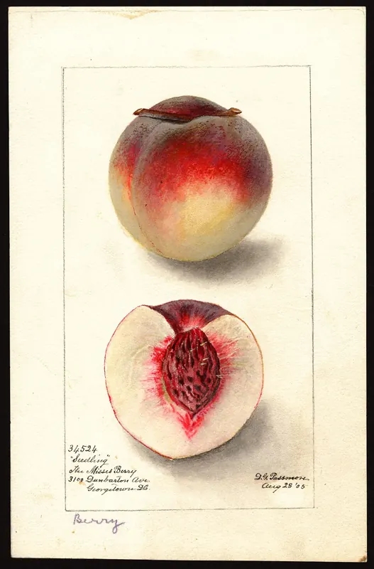 Watercolor of a peach