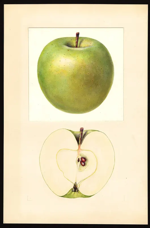 Granny Smith apple