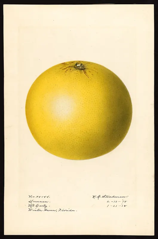 Grapefruit 'Duncan' citrus