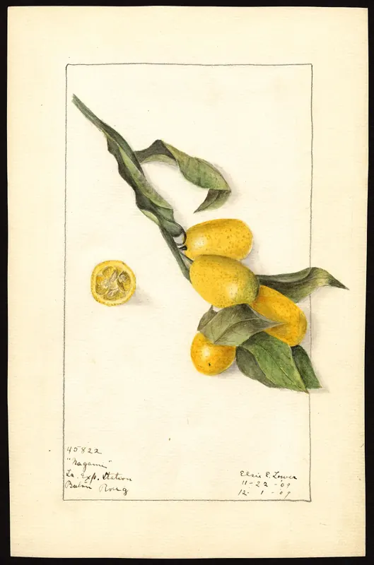 Kumquat 'Nagami' citrus