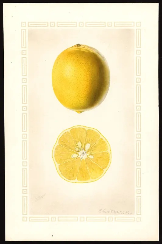 Lemon 'Meyer' citrus