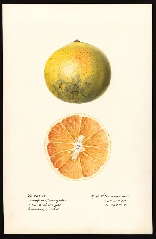Limequat 'Eustis' citrus