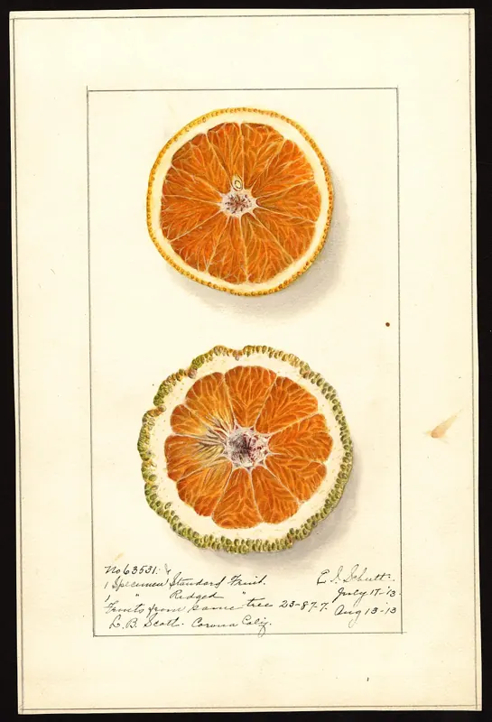 Orange 'Valencia' citrus