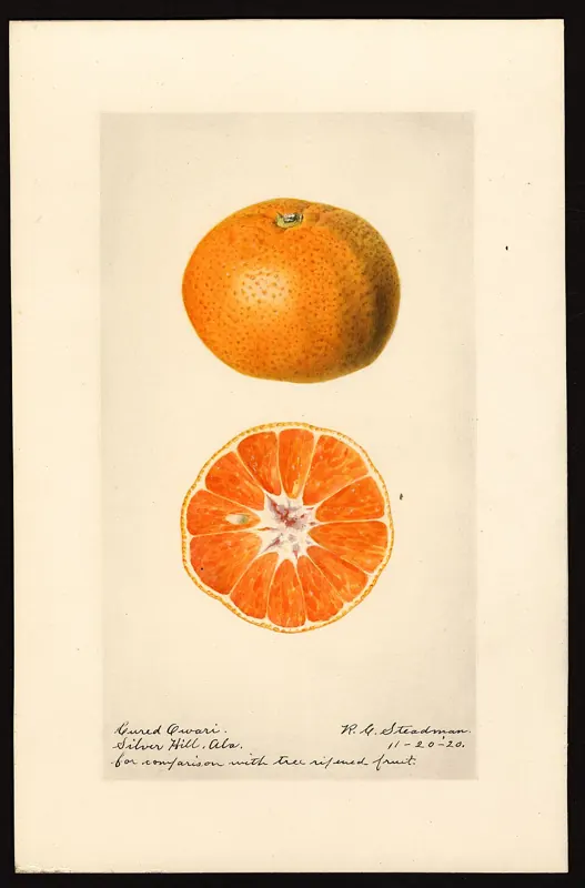 Satsuma 'Owari' citrus