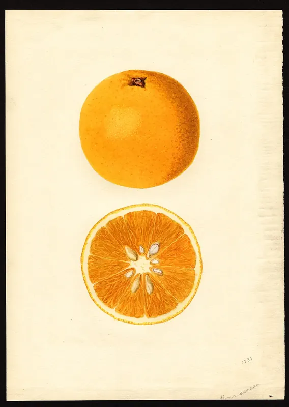 Tangelo 'Orlando' citrus