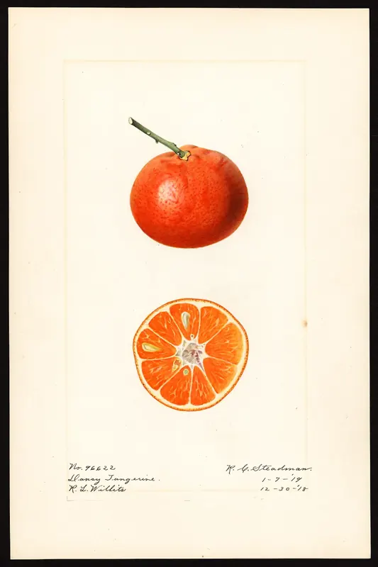 Tangerine 'Dancy' citrus
