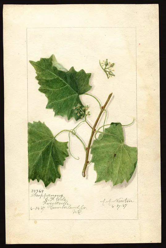Scuppernong muscadine