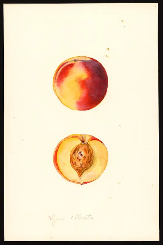 Elberta peach