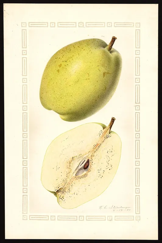 Baldwin pear
