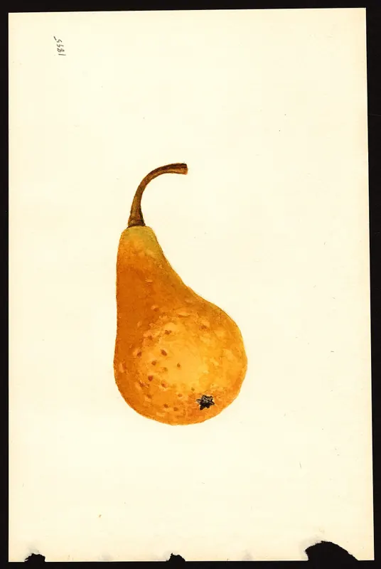 Hood pear