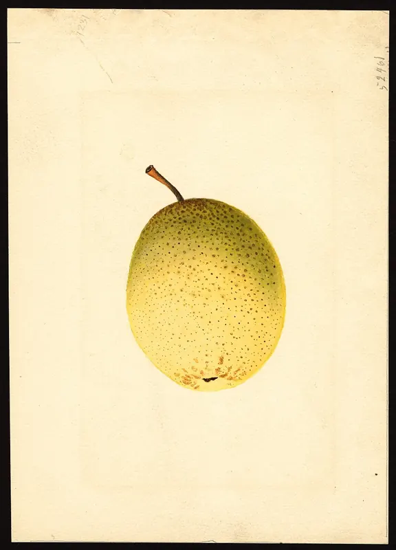 Kieffer pear