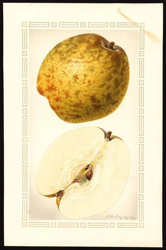 Pineapple pear