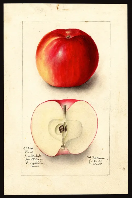 Tennessee pear