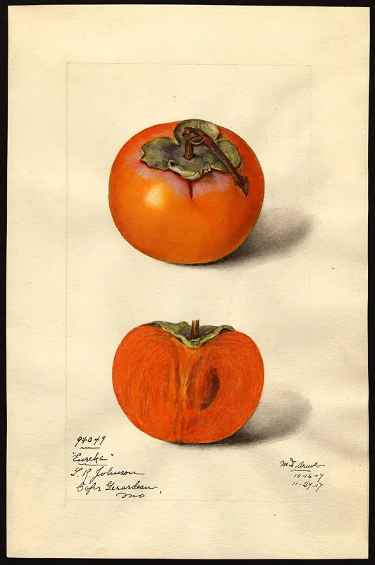 Eureka persimmon (asian)