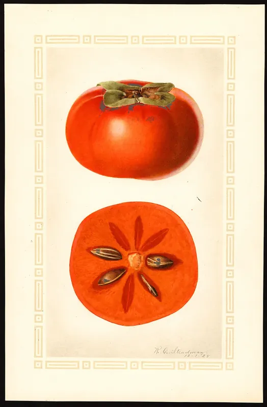 Fuyu persimmon (asian)