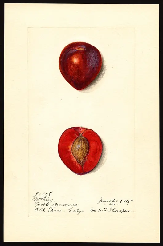 Methley plum