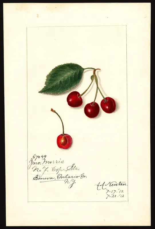 Morris plum