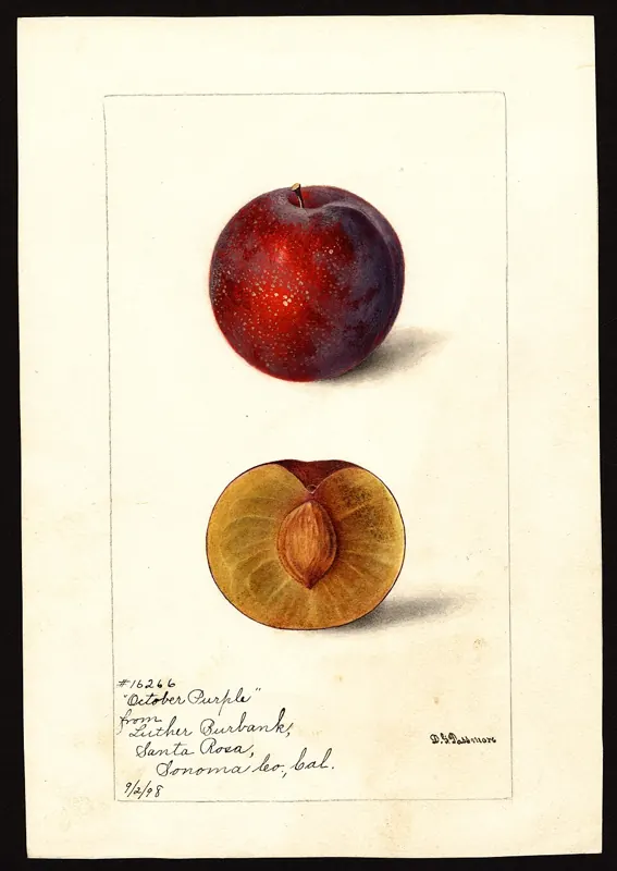 Santa Rosa plum